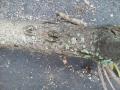 Emerald Ash Borer Damage to Ash tree
