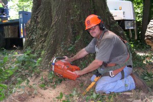 Tree Removal - Arbor Management Associates