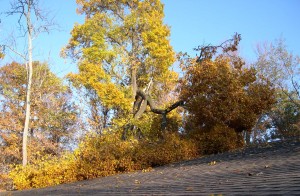 Storm Damage