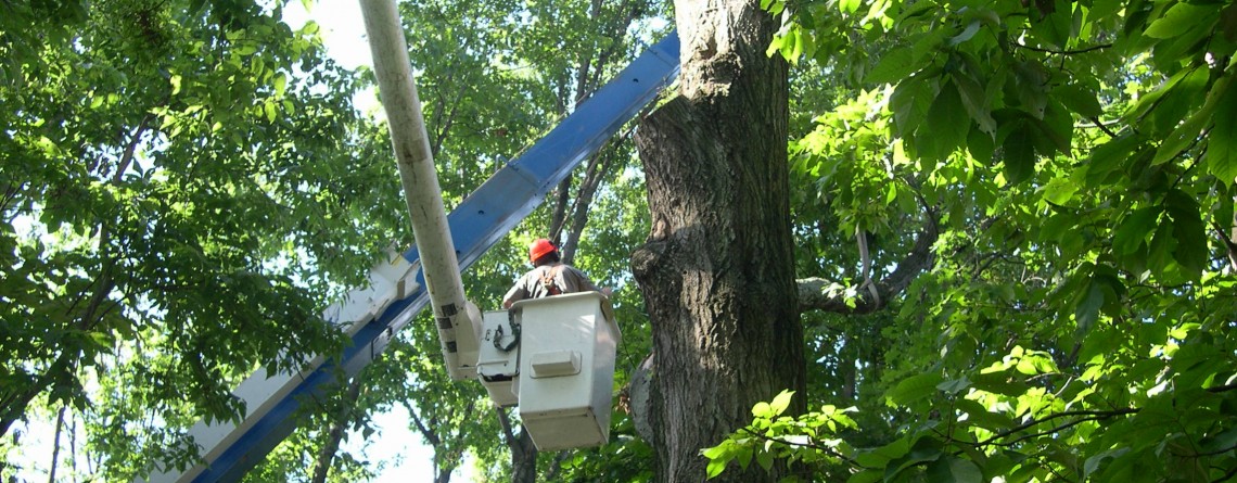 Tree Care Services
