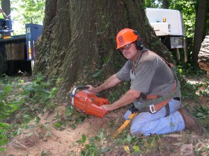 Tree Removal - Arbor Management Associates