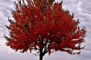 Tree Pruning Services