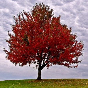 Tree Pruning Services